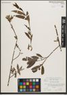 Foto von Salix neotricha Goerz